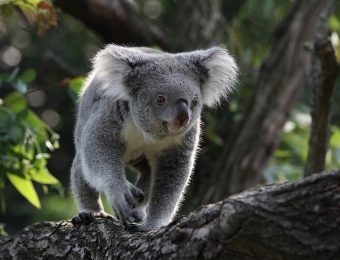 Till Niermann, CC BY 3.0 <https://creativecommons.org/licenses/by/3.0>, via Wikimedia Commons